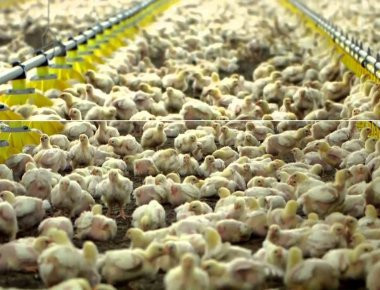 ΚΒΙΕΣ: Κοτόπουλα με σαλμονέλα στο ΠΝ - Αποφεύχθηκε δηλητηρίαση